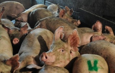 Slaughterhouse pigs