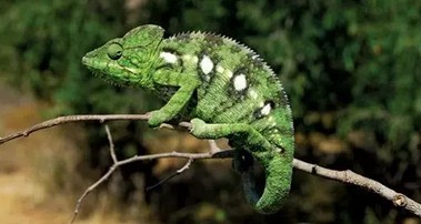 A chameleon on a branch