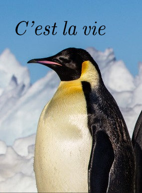 Emperor penguin with caption 'C'est la vie'
