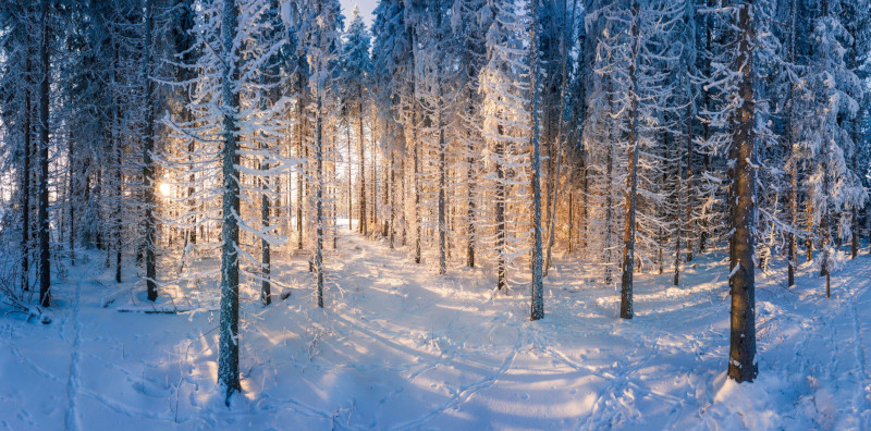 Snowy forest in Finland (not where I live!)
