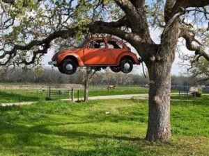 Car growing on a tree